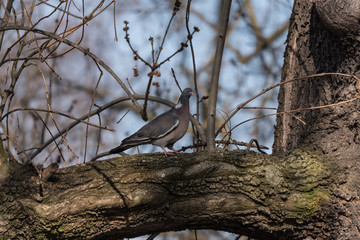 portrait of a pigeon bird on the tree, closeup, pojedynczy ptak gołąb grzywacz na konarze drzewa - 200158017
