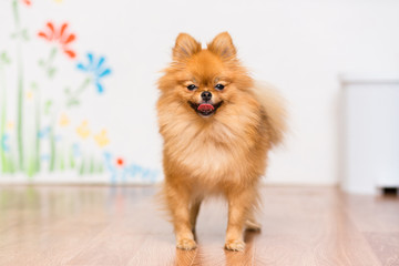 Dog of the Pomeranian breed Spitz Standing on the floor With his tongue out