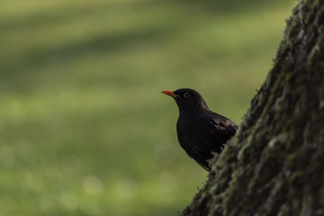 single blackbird on the tree, closeup, pojedynczy czarny ptak, kos szare i zielone rozmyte tło