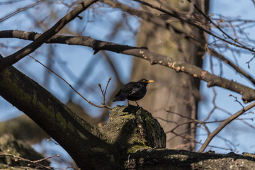single blackbird on the tree,, kos, pojedynczy czarny ptak, szare i zielone rozmyte tło - 200158080