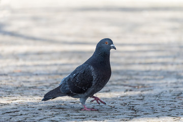 single, city ​​pigeon, gray blurred background, portrait of a pigeon bird, pojedynczy ptak gołąb, rozmyte tło szare i zielone - 200158091