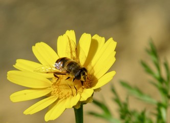 Bee 