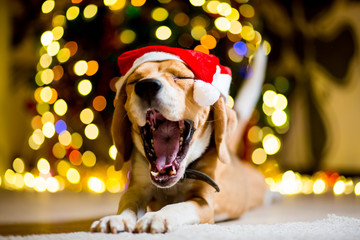 Adult beagle gnome hat on the background of Christmas tree with garlands