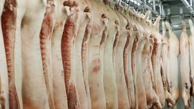 animal death concept killed livestock pork hanging on hooks incredible human nature kill domestic animals animal protection welfare cruel treatment nature life meat consumerism slaughter houses
