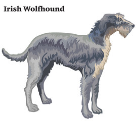 Colored decorative standing portrait of Irish Wolfhound vector illustration