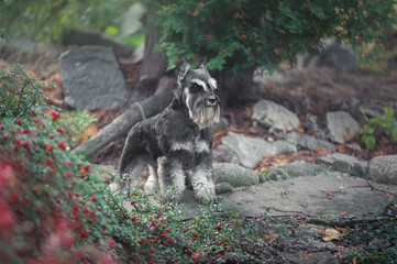 schnauzer dog standing in green near the lake