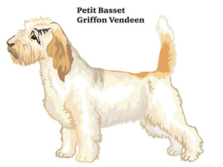 Colored decorative standing portrait of Petit Basset Griffon Vendeen vector illustration