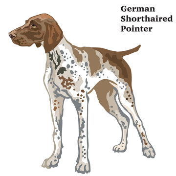 Colored decorative standing portrait of German Shorthaired Pointer vector illustration