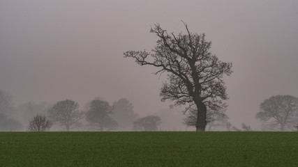 Misty trees