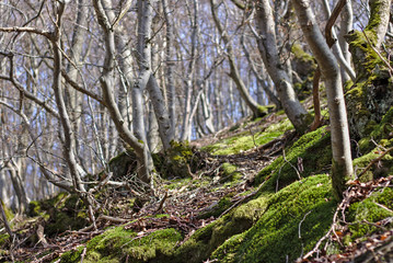 Wooded hillside in springtime with European beeches and green moss