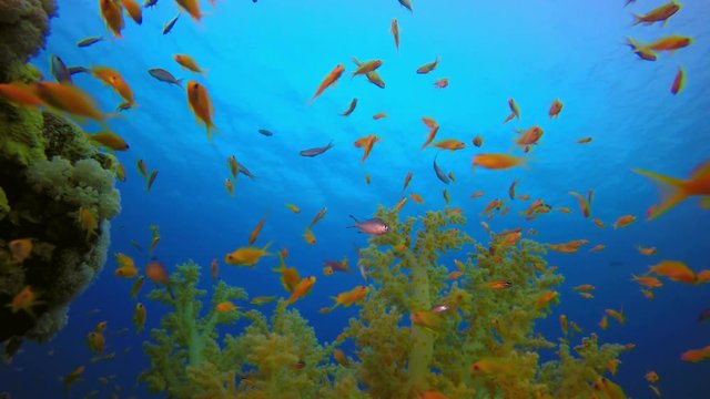 Colorful Fish and Soft Coral. Picture of colorful fish scalefin anthias (Pseudanthias squamipinnis) and soft coral broccoli in the tropical reef of the Red Sea Dahab Egypt.