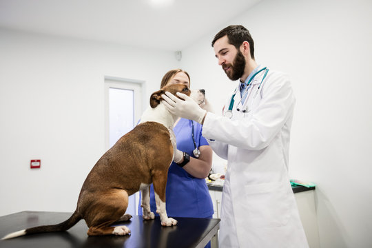 Vets examining dog