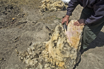 Removing a wool with the sheep