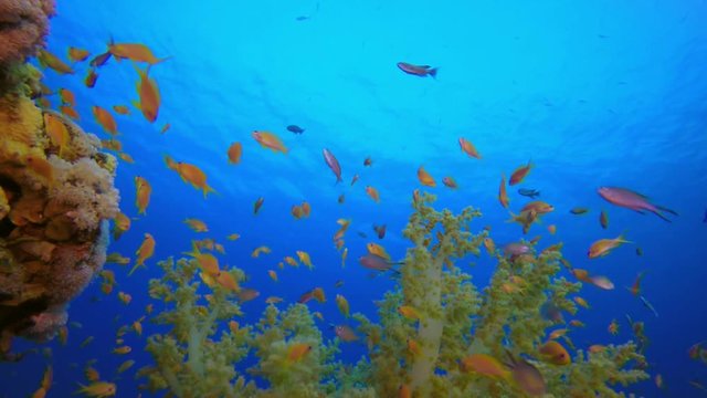 Tropical Colorful Underwater Seascape. Picture of colorful fish scalefin anthias (Pseudanthias squamipinnis) and soft coral broccoli in the tropical reef of the Red Sea Dahab Egypt.