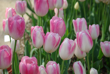 Tulipes roses au jardin