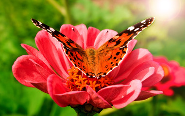 beautiful butterfly on a pink gerbera in nature