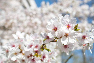 Cherry blossom, Cherry tree in full bloom