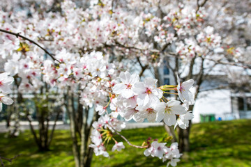 Cherry blossom, Cherry tree in full bloom