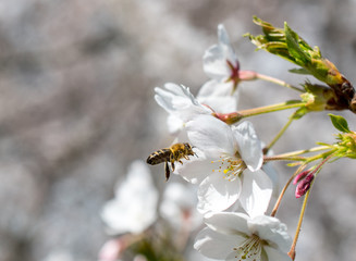 Cherry blossom, Cherry tree in full bloom with a flying bee