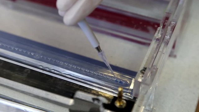 Scientist puts samples witn DNA fragments into agarose gel for separation of DNA fragments for electrophoresis