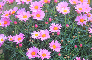 Fototapeta premium pink daisies in the garden