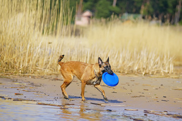 Wet Belgian Shepherd Malinois dog with a blue flying disc walking outdoors on a sand at the...