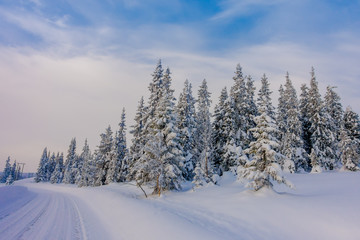 Fototapeta na wymiar Beautiful outdoor view of road partial covered with heavy snow, and pine trees in the forest