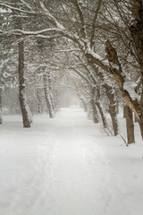 Winter path with frozen trees. Walking in the snow