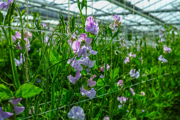 Cuthbertson Blend, Spenser type sweet peas colorful cut flowers cultivated as decorative or ornamental flower, growing in greenhouse