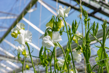 Cuthbertson Blend, Spenser type sweet peas colorful cut flowers cultivated as decorative or...