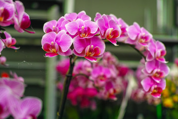 Cultivation of colorful tropical flowering plants orchid family Orchidaceae in Dutch greenhouse for...