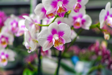 Fototapeta na wymiar Cultivation of colorful tropical flowering plants orchid family Orchidaceae in Dutch greenhouse for trade and worldwide export