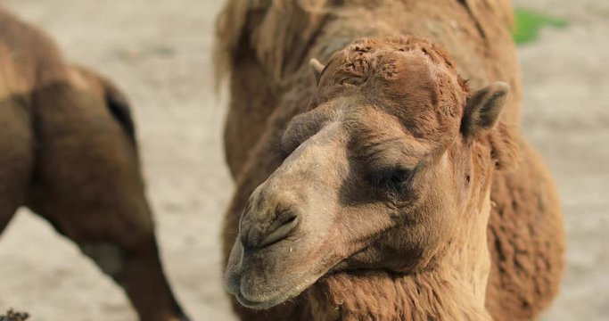 Camel headshot in desert