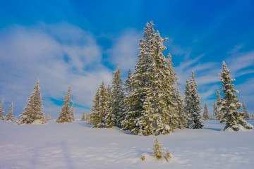 Beautiful outdoor view with trees covered with snow in the forest, during winter in Bagnsasen region in Norway