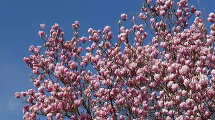 Photo sur Plexiglas Magnolia Magnolia in fiore