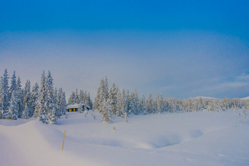 Gorgeous outdoor view of pine trees covered with snow and ice during winter