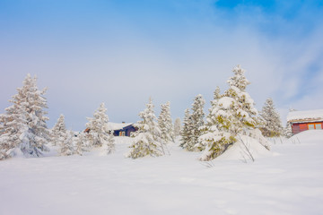 Beautiful outdoor view of trees covered with snow during a heavy winter in Bagnsasen region in Norway