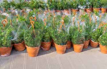 Plastic flowerpots with ivy