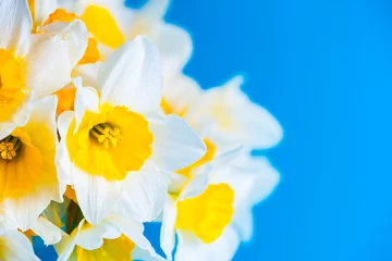 Foto op Canvas Bright yellow spring daffodiles flowers on turquoise background. Copy space. © AK Media
