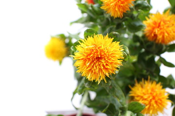 Sufflower on white background