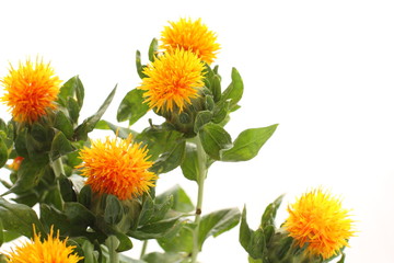 Obraz premium Sufflower on white background