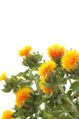 Sufflower on white background