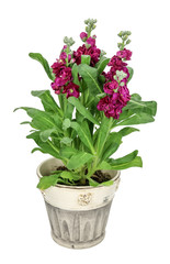 Matthiola flowers (Matthhiola incana) red isolated on white