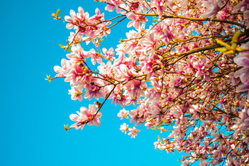 Blue sky with magnolia blossom