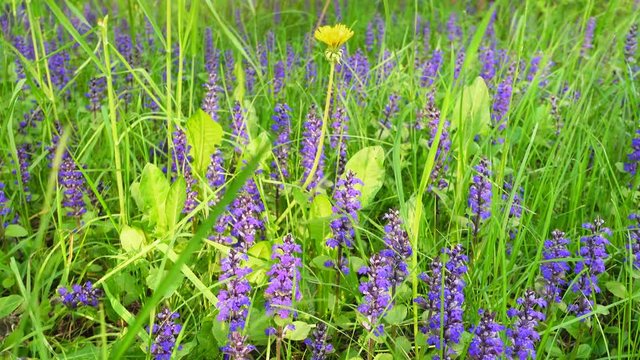 Beautiful field with blue and yellow flowers and grass.