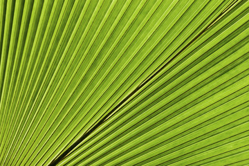 Tropical palm leaf. Abstract natural texture, exotic geometric green background