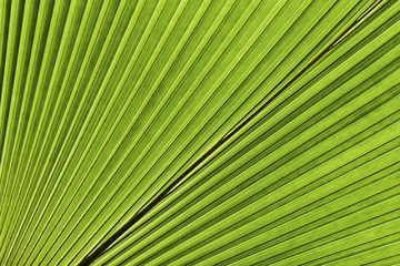 Fototapeta premium Tropical palm leaf. Abstract natural texture, exotic geometric green background