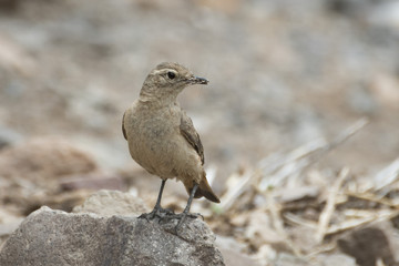 Rufous-banded Miner