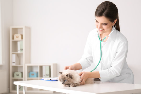 Young veterinarian examining cat in clinic