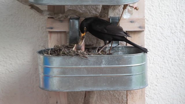 Vogel im Vogelnest beim Füttern der Jungvögel